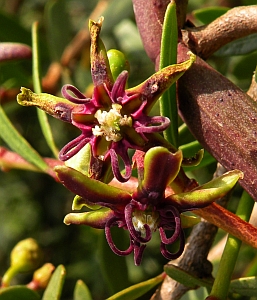 Periploca laevigata ssp. angustifolia © Teresa Farino