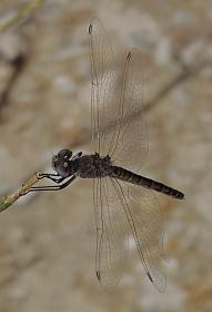 Black Pennant &ndash; Selysiothemis nigra
