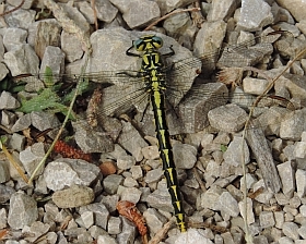 Female Pronged Clubtail &ndash; Gomphus graslinii