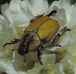 Hoplia bilineata