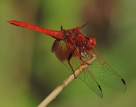 Male Orange-winged Dropwing &ndash; Trithemis kirbyi