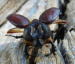 Rhinoceros Beetle – Phyllognathus excavatus