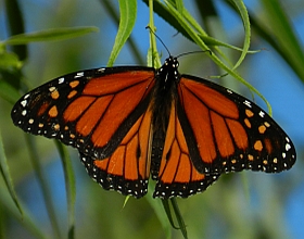 Monarch – Danaus plexippus