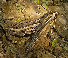 Silver-striped Hawkmoth – Hippotion celerio