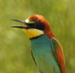 Bee-eater – Merops apiaster
