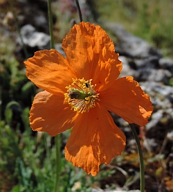 Grazalema Poppy - Papaver rupifragum © Teresa Farino