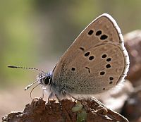 Black-eyed Blue - Glaucopsyche melanops © Teresa Farino