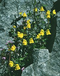 Linaria platycalyx © Teresa Farino