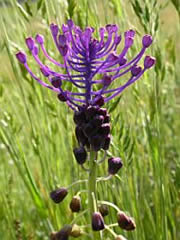 Muscari comosum © Teresa Farino