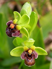 Bumble-bee Ophrys - Ophrys bombyliflora © Teresa Farino