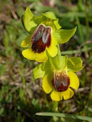 Yellow Ophrys - Ophrys lutea &copy; Teresa Farino
