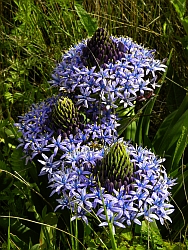 Portuguese Squill - Scilla peruviana © Teresa Farino