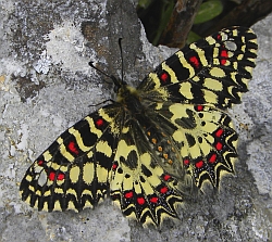 Spanish Festoon - Zerynthia rumina &copy; Teresa Farino