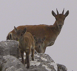 Spanish Ibex - Capra pyrenaica hispanica © Teresa Farino
