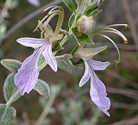 Tree Germander - Teucrium fruitcans © Teresa Farino