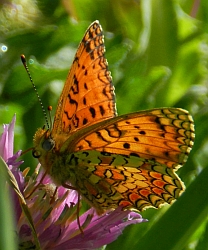 Aetherie Fritillary - Melitaea aetherie © Teresa Farino