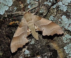 Oak Hawkmoth - Marumba quercus © Teresa Farino