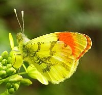 Provence Orange Tip - Anthocharis euphenoides &copy; Teresa Farino