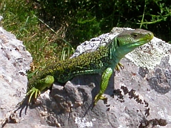 Ocellated Lizard - Lacerta lepida &copy; Teresa Farino