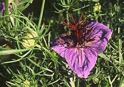 Fennel Flower - Nigella papillosa &copy; Teresa Farino