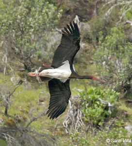 Black Stork - Ciconia nigra © Santiago Villa