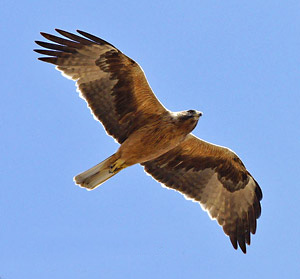 Booted Eagle - Aquila pennata © Santiago Villa