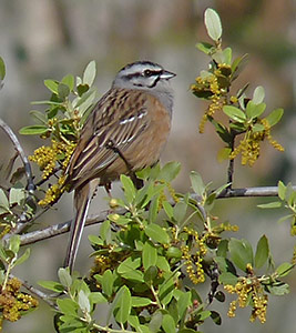 Rock Bunting - Emberiza cia © John Muddeman