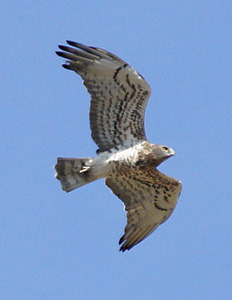 Short-toed Eagle - Circaetus gallicus © Santiago Villa