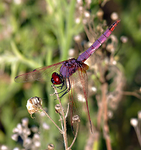 Violet Dropwing - Trithemis annulata © John Muddeman