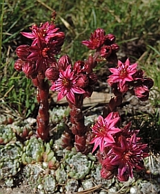 Cobweb Houseleek - Sempervivum arachnoideum © Teresa Farino