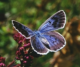 Large Blue - Phengaris arion © Teresa Farino