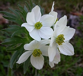 Narcissus-flowered Anemone - Anemone narcissiflora © Teresa Farino