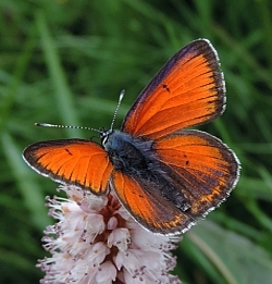 Purple-edged Copper - Lycaena hippothoe © Teresa Farino