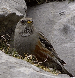 Alpine Accentor - Prunella collaris © Teresa Farino