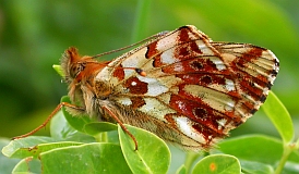 Shepherd's Fritillary - Boloria pales pyrenemiscens &copy; Teresa Farino