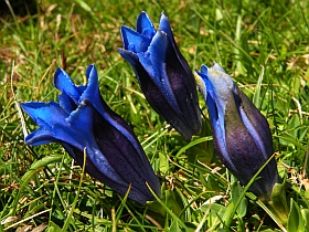 Southern Gentians - Gentiana alpina &copy; Teresa Farino