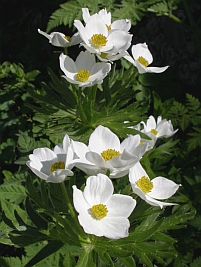 Narcissus-flowered Anemone - Anemone narcissiflora © Teresa Farino