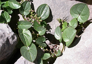 Pyrenean Yam - Borderea pyrenaica  © Teresa Farino