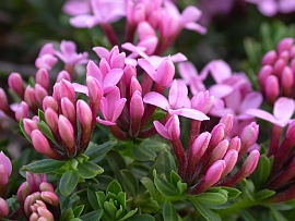 Garland Flower - Daphne cneorum © Teresa Farino