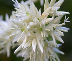 Snowy Wood-rush - Luzula nivea © Teresa Farino