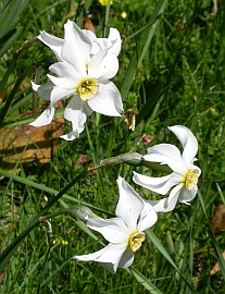 Pheasant's-eye Narcissus - Narcissus poeticus © Teresa Farino