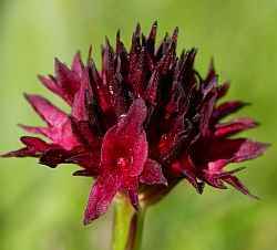 Nigritella austriaca ssp. iberica © Teresa Farino