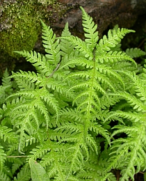 Beech Fern - Phegopteris connectilis © Teresa Farino