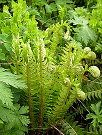 Holly Fern - Polystichum lonchitis © Teresa Farino