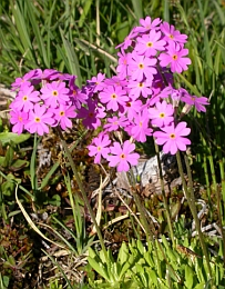 Bird's-eye Primrose - Primula farinosa © Teresa Farino