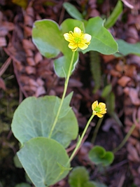 Thore's Buttercup - Ranunculus thora © Teresa Farino