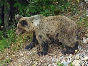 Brown Bear cub