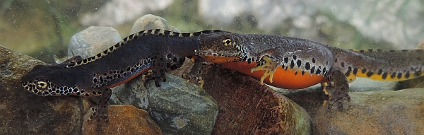  Alpine Newts – Mesotriton alpestris