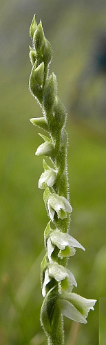 Autumn Lady's-tresses - Spiranthes spiralis © Teresa Farino