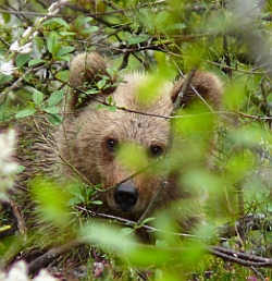 Cantabrican Brown Bear - Ursus arctos © Fundación Oso Pardo